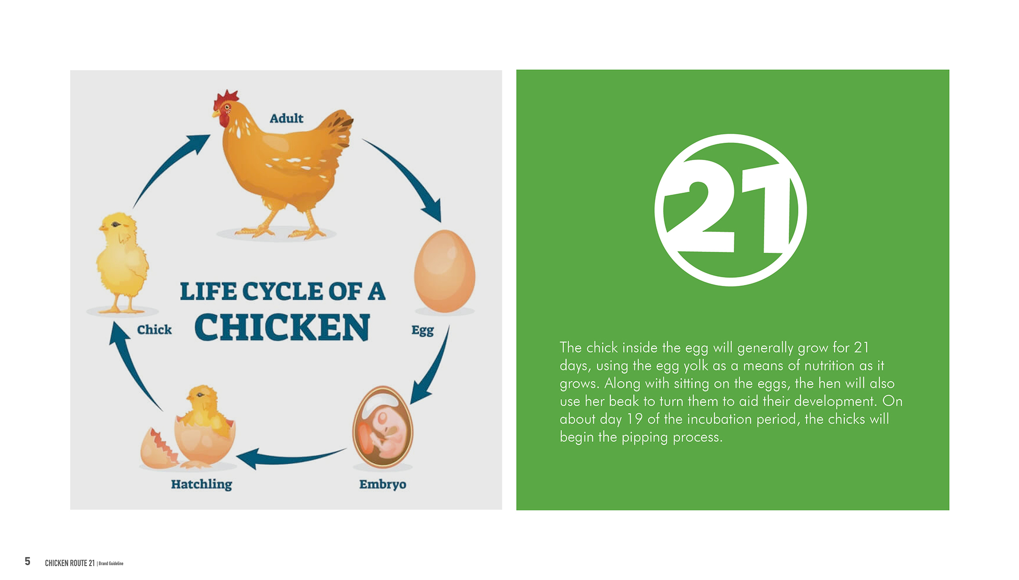 Chicken Route 21 Brand Guideline5